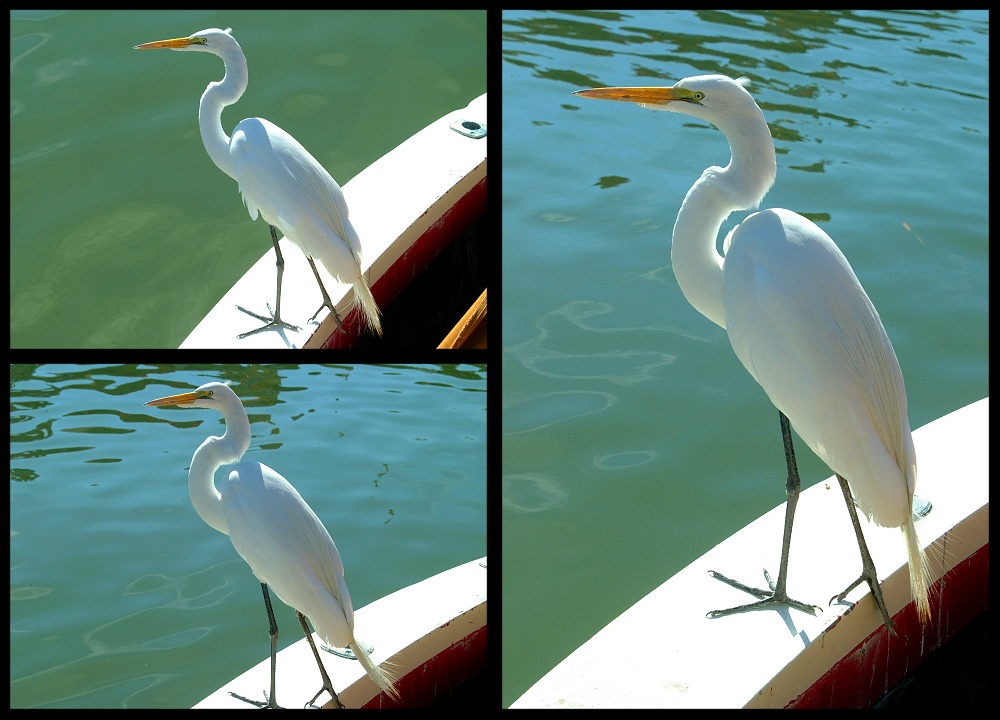 (46) egret montage.jpg   (1000x720)   217 Kb                                    Click to display next picture
